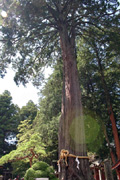 神社内の樹齢1000年といわれるご神木。グリーンのたまゆらが写っています。