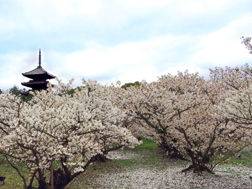 世界文化遺産　仁和寺の御室桜と五重塔