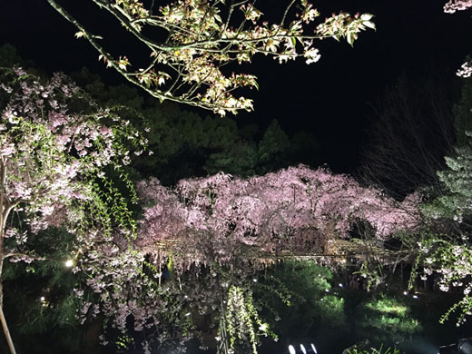 約１７００坪の桜の園　南神苑